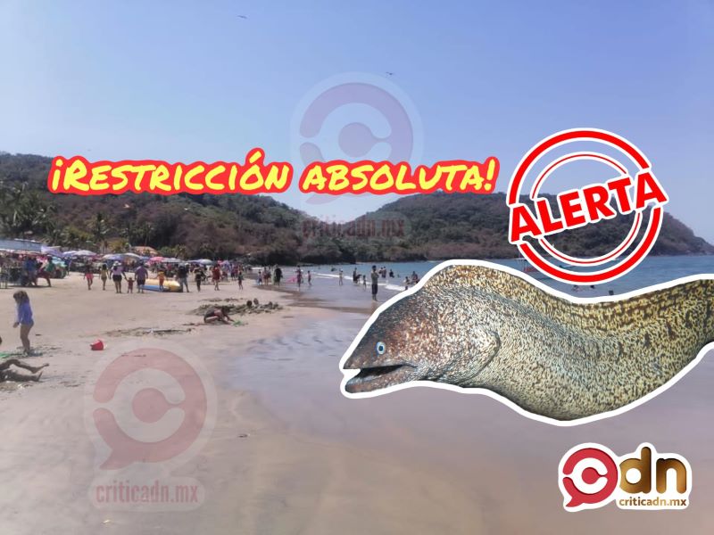 Casi 200 bañistas mordidos por “anguilas morena” en playa de Guayabitos y  Los Ayala – Crítica Digital Noticias